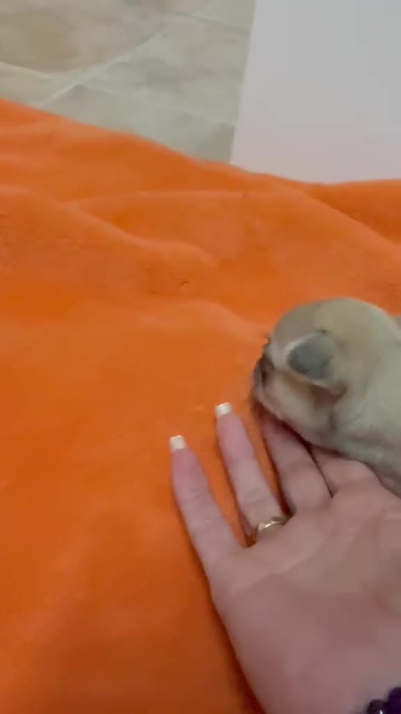 Chihuahua perros en venta: Chihuahua miniatura - Video 1