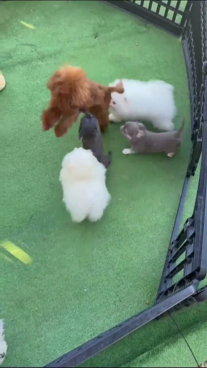 Caniche Toy perros en venta: Caniche toy rojo  - Video 1
