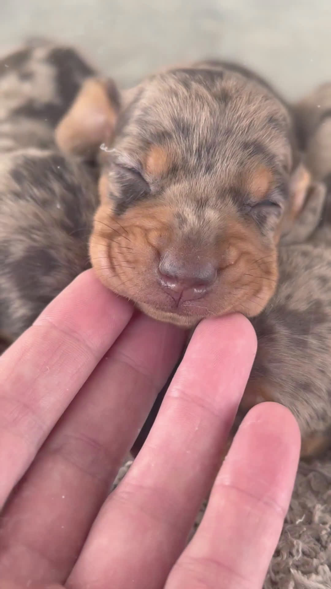 Teckel Miniatura perros en venta: 🐾 Kodat, Byron y Curry – Teckel miniatura 🐾 - Video 1