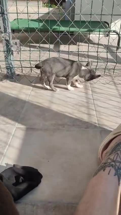 Chihuahua perros en venta: Chihuahua línea rusa machos  - Video 1