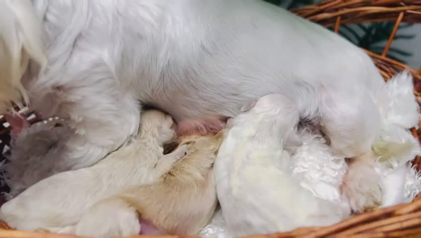 Maltipoo perros en venta: MALTIPOO - Video 1