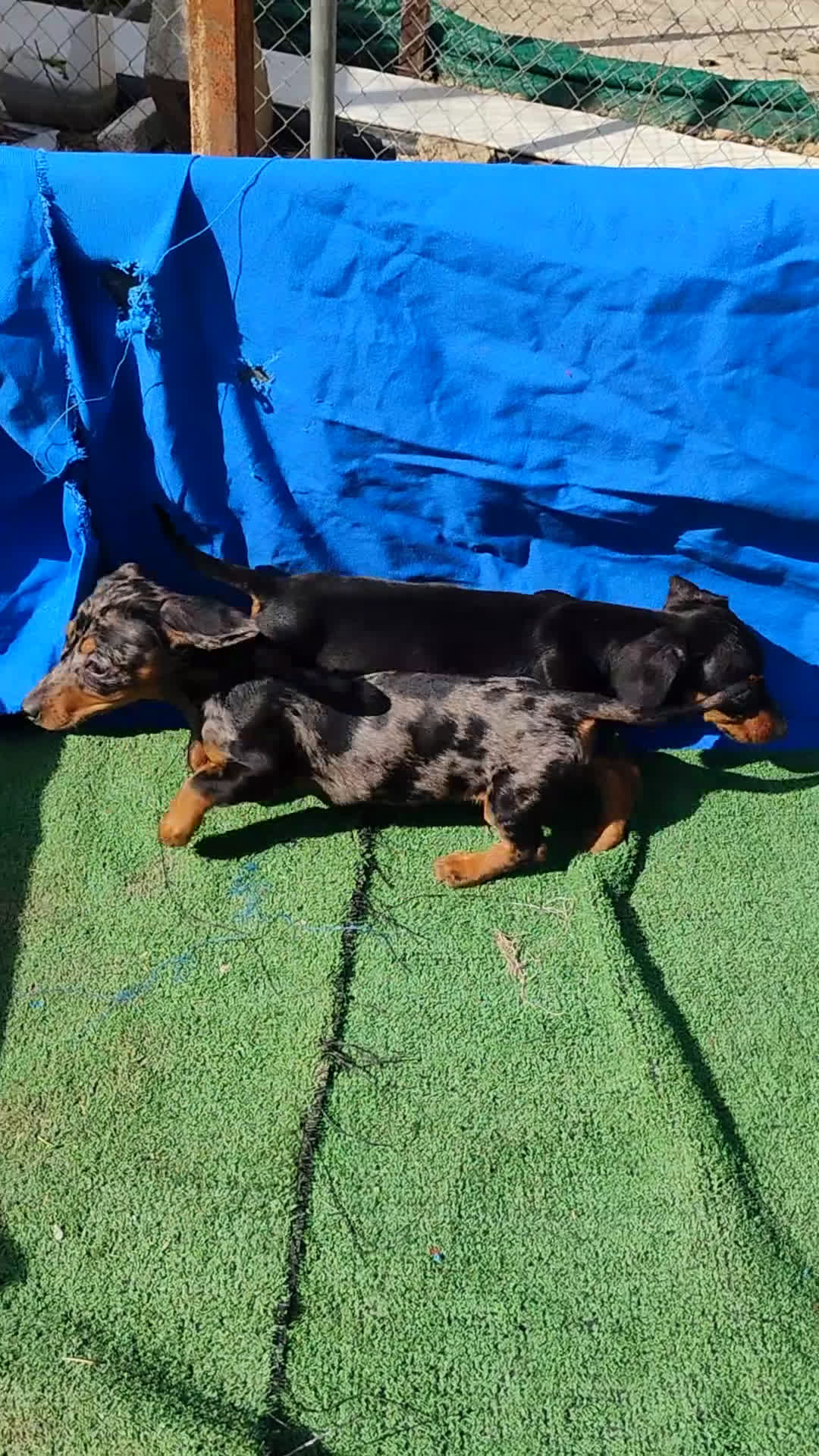 Teckel Miniatura perros en venta: Hembra teckel negro y fuego  - Video 1