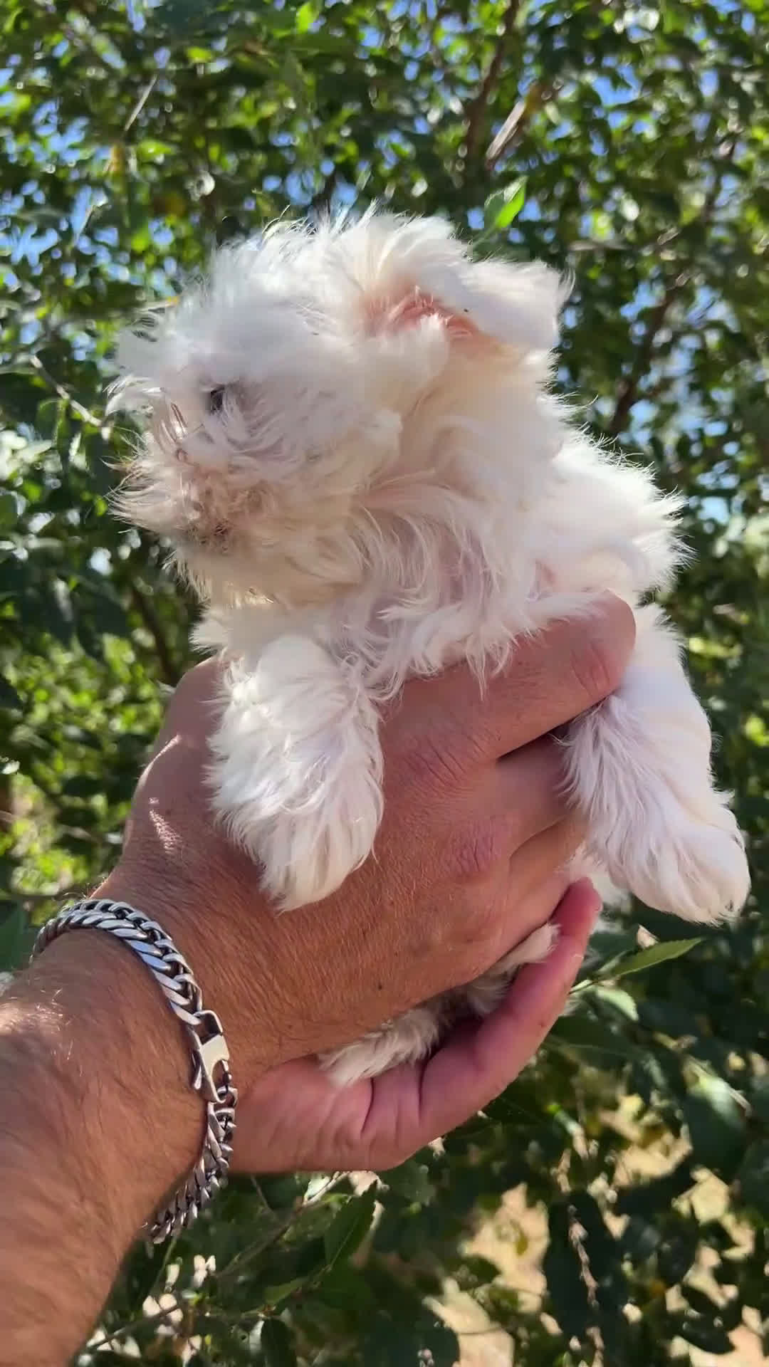 Bichón Maltés perros en venta: Bichon maltés coreana  - Video 1