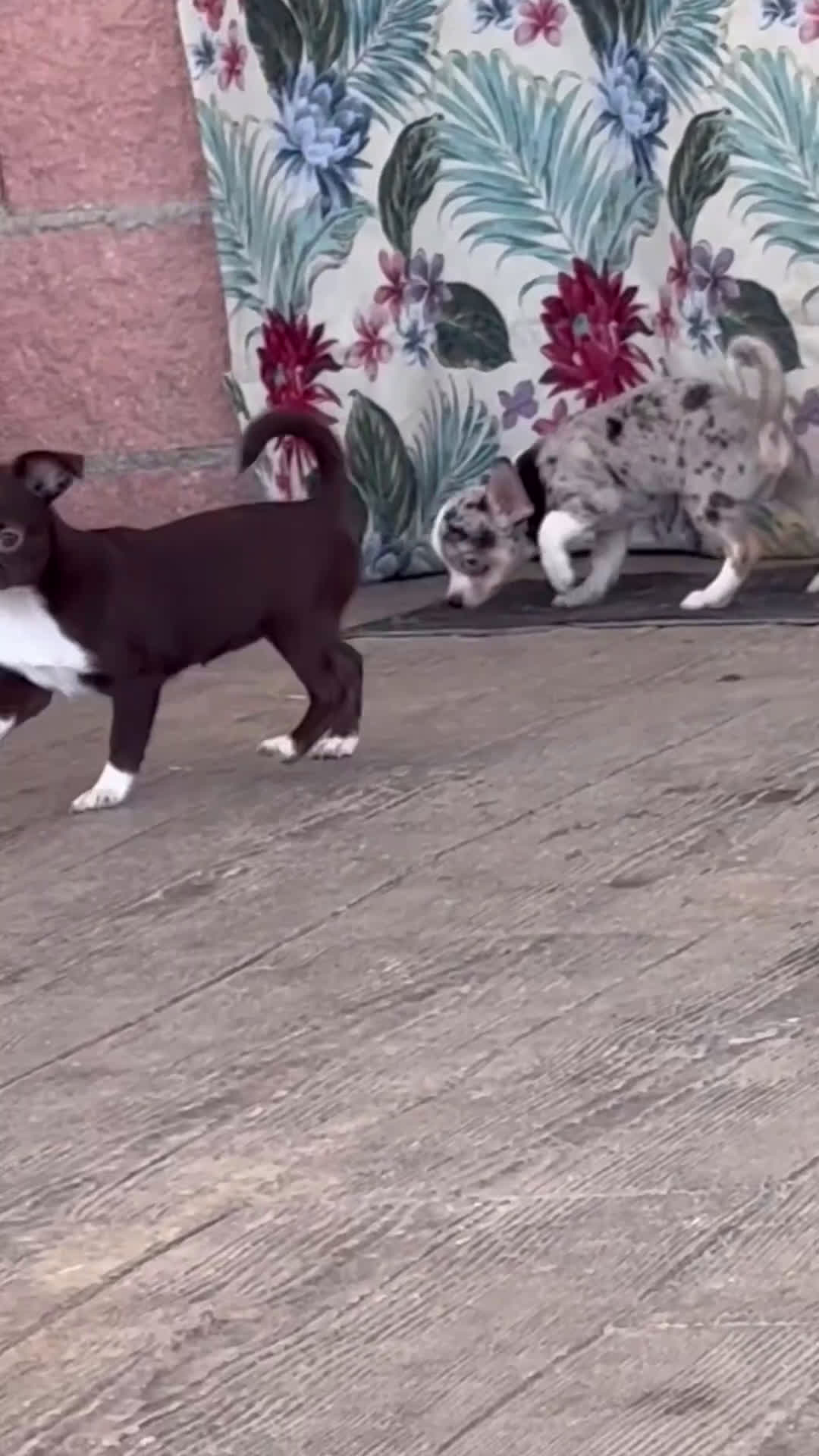 Chihuahua perros en venta: 🌟🐾 Merlés y chocolate ¡Irresistibles! - Video 1