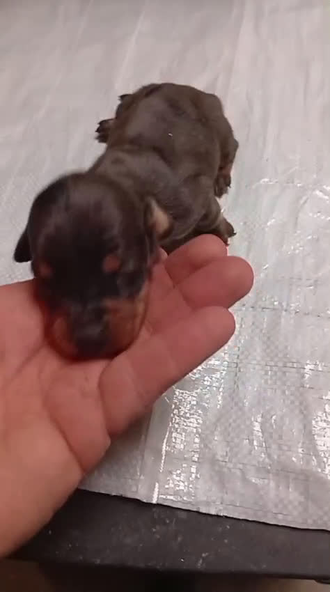 Teckel perros en venta: 🐾 TECKEL KANICHEN MACHOS – CRIADOS CON AMOR 🐾 - Video 2