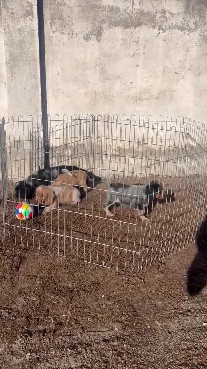 Cocker Spaniel Inglés perros en venta: Cocker spaniel - Video 1