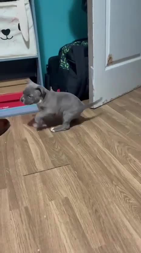 American Bully perros en venta: American Bully  - Video 1