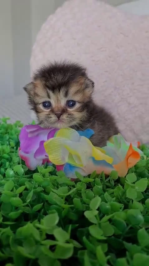 Británico de Pelo Corto gatos en venta: Brithis Golden gatitos disponibles  - Video 3