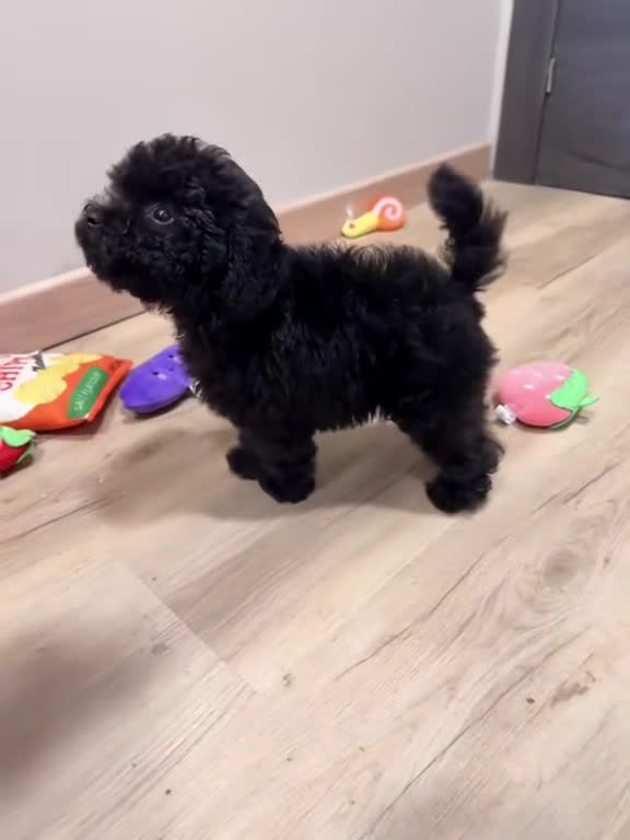 Caniche Toy perros en venta: Preciosa Caniche Toy Negra  - Video 1