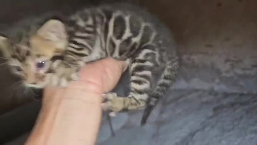 Bengalí gatos en venta: Bengalí - Video 3
