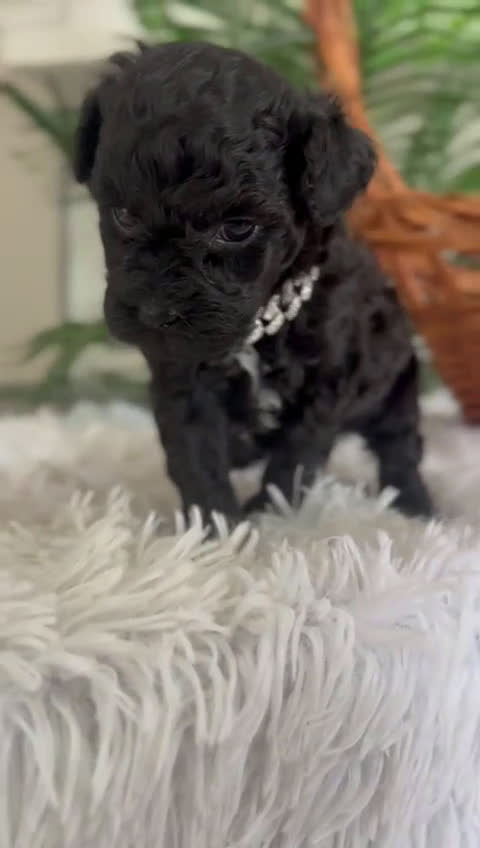 Caniche Toy perros en venta: CANICHE TOY MACHO - Video 2