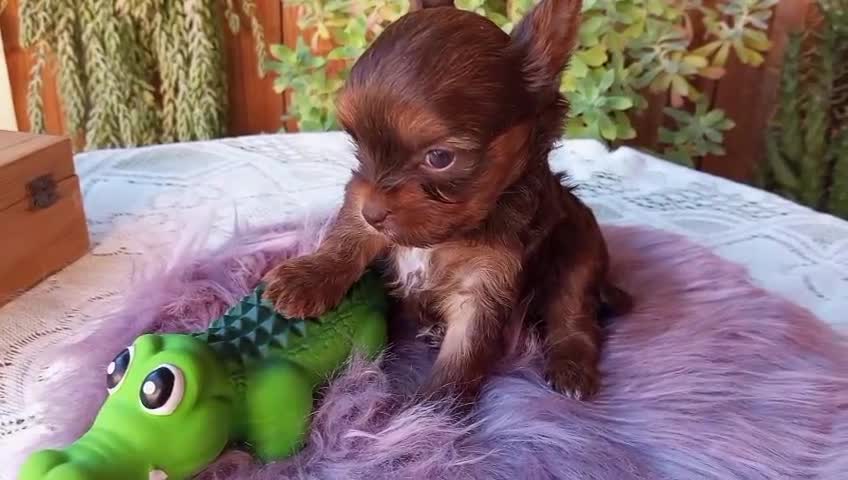 Yorkshire Terrier perros en venta: Exclusiva hembra Yorkshire Rojo Merle Chocolate  - Video 1