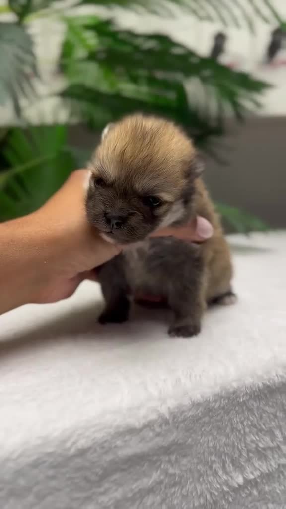 Pomerania perros en venta: POMERANIA 🎀 - Video 1
