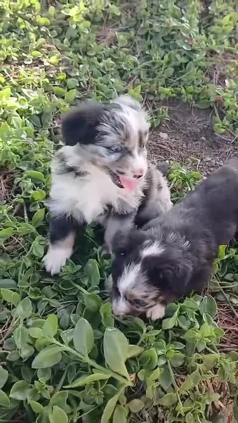 Pastor Miniatura Americano perros en venta: PASTOR AMERICANO MINIATURA  - Video 3