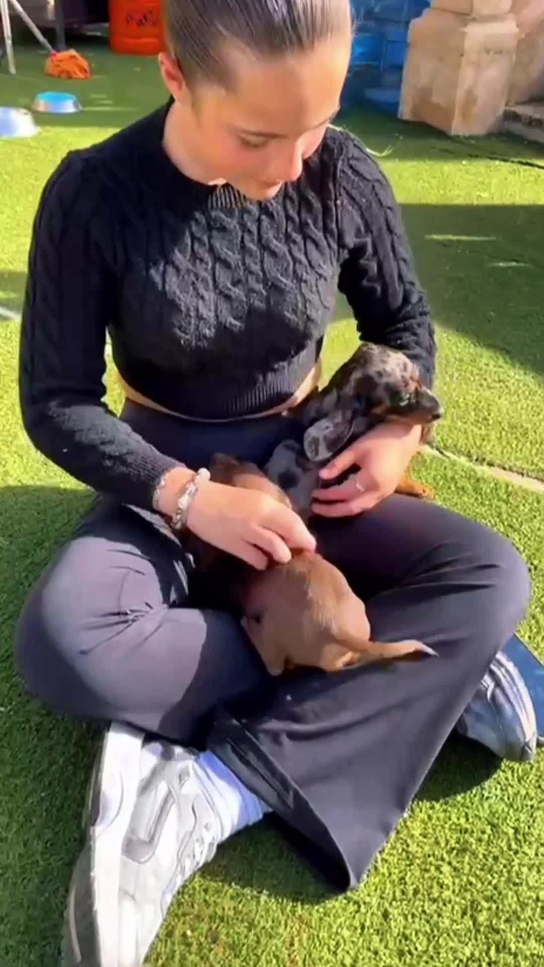 Teckel Miniatura perros en venta: Teckel mini  - Video 1