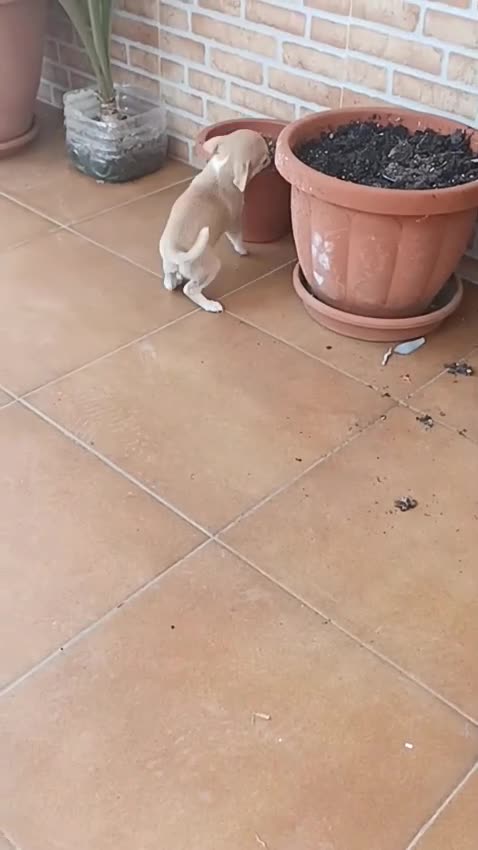 Chihuahua perros en venta: Chihuahua toy crema hembra y macho  - Video 2