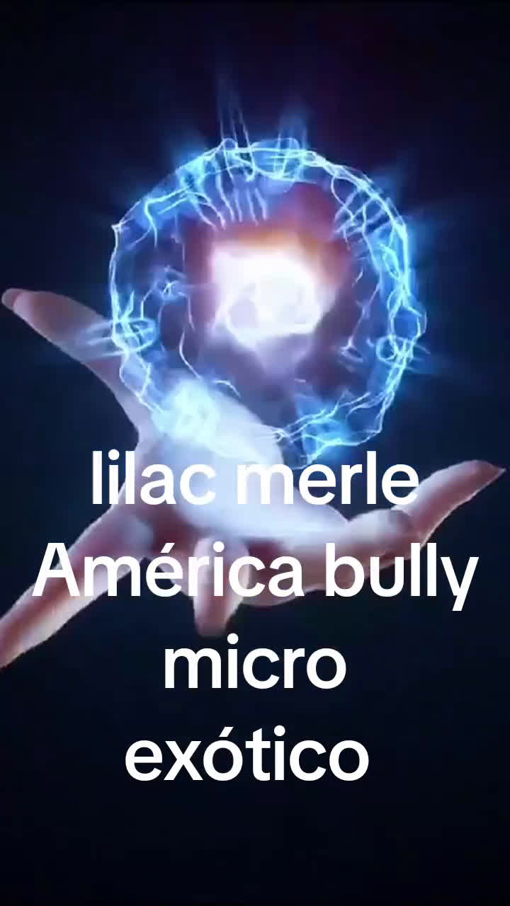 American Bully perros en venta: América bully micro exótico  - Video 3