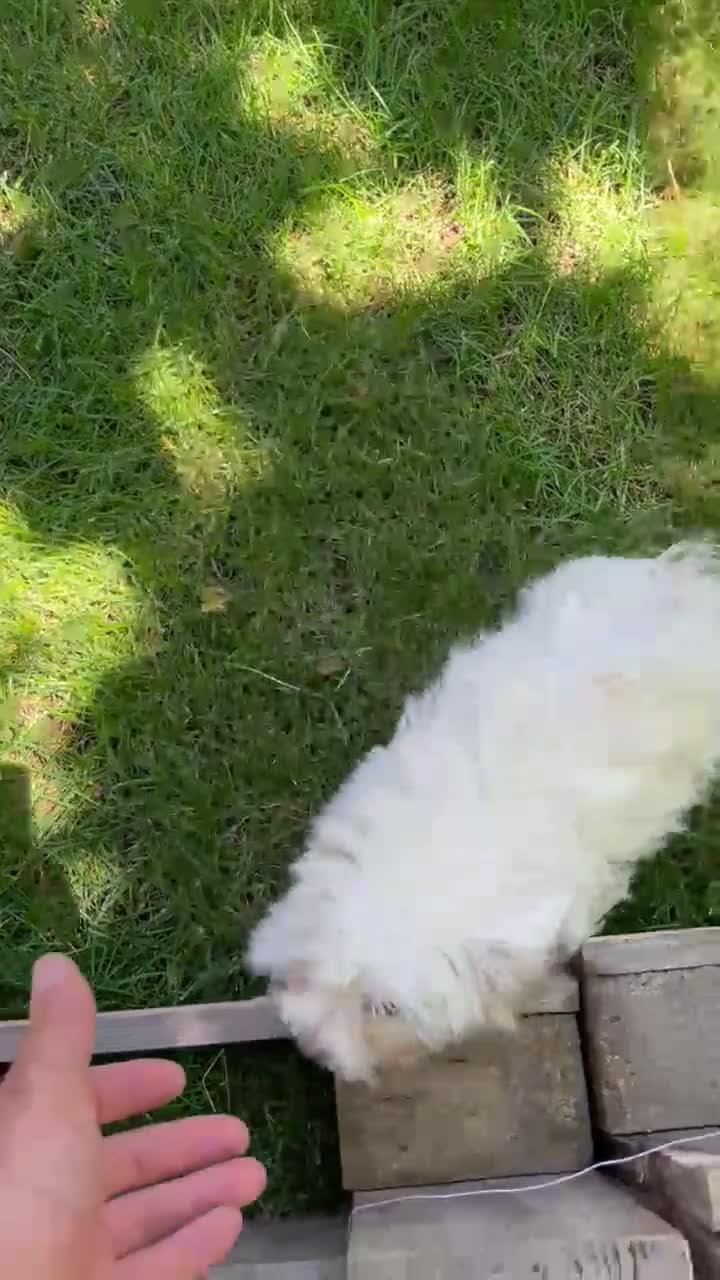 Bichón Maltés perros en venta: Bichón maltes - Video 1
