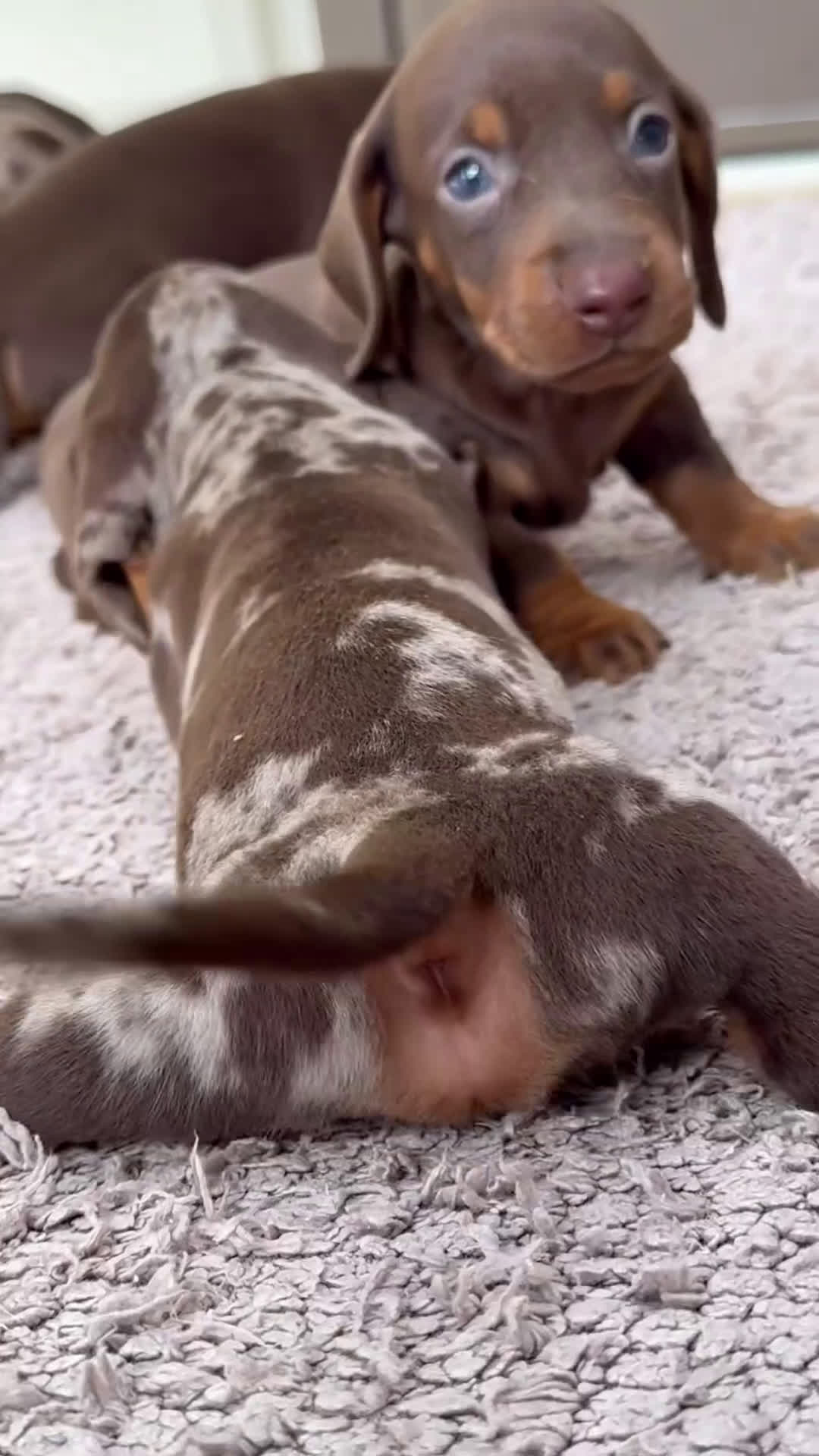 Teckel Miniatura perros en venta: 🌰✨ Frisco, Sani & Pau — tres teckel que marcan 🐾 - Video 1