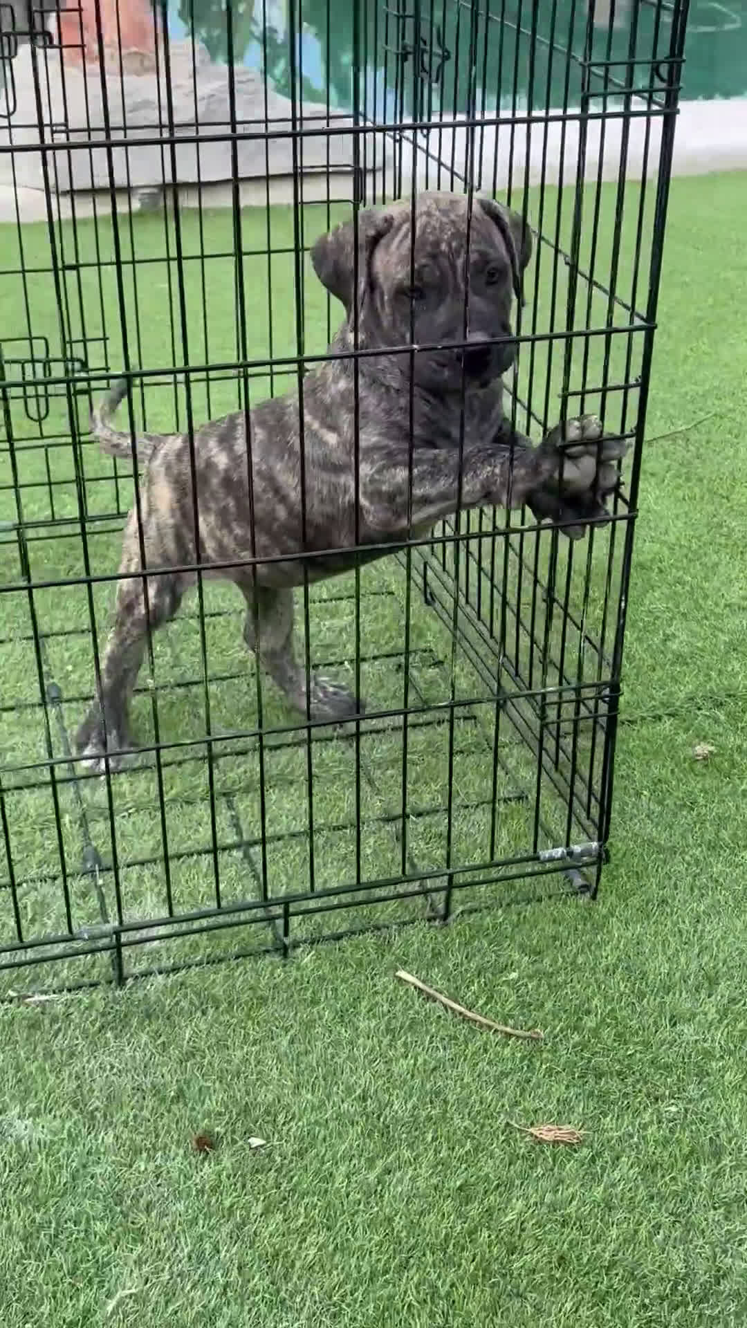 Dogo Canario perros en venta: Cachorros de presa  - Video 1