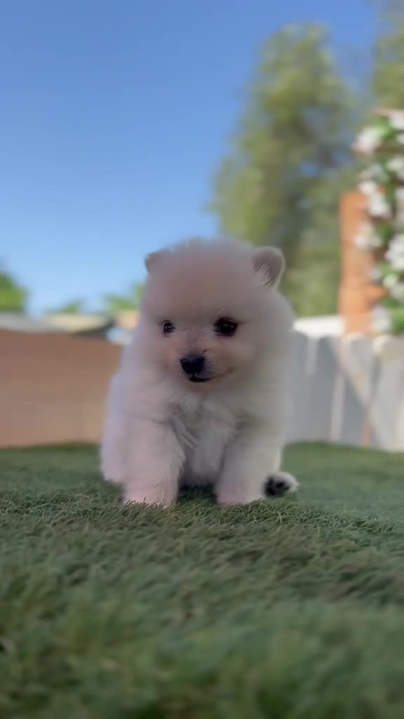 Pomerania perros en venta: POMERANIA  - Video 2