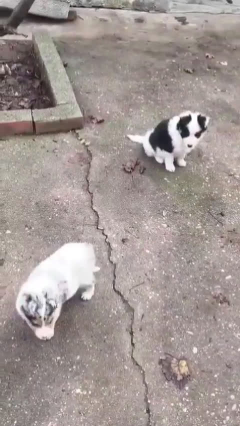 Border Collie perros en venta: Border collie - Video 1