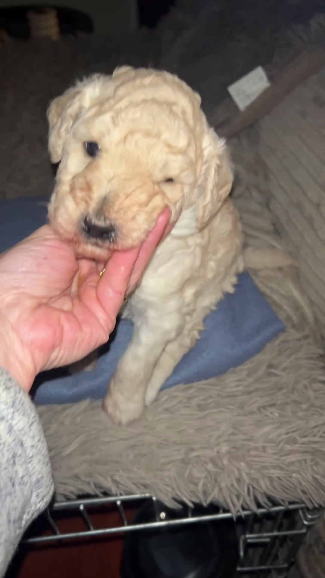 Caniche Gigante perros en venta: Caniche gigante  - Video 1