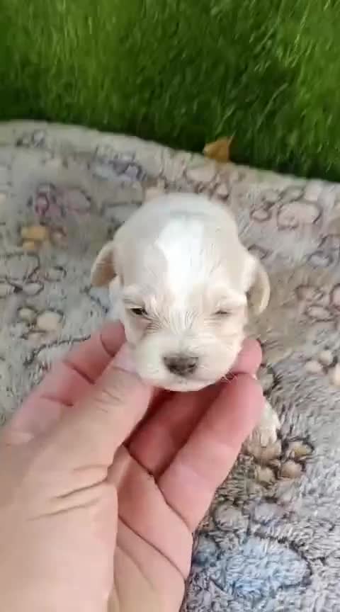 Maltipoo perros en venta: Preciosa camada de maltipoo toy - Video 1