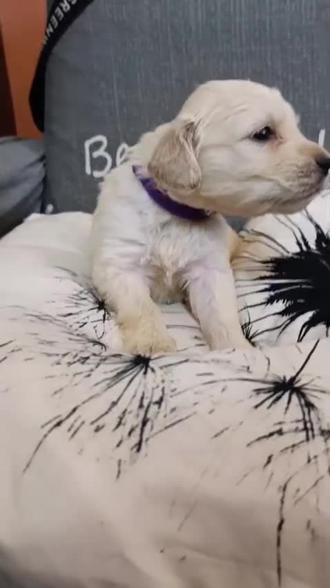 Golden Retriever perros en venta: Golden Retriever  - Video 1