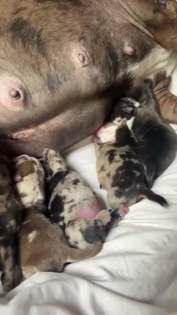 American Bully perros en venta: American bully micro  - Video 2