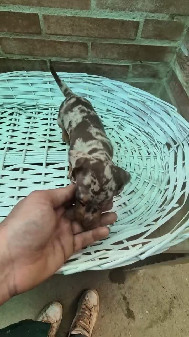 Teckel Miniatura perros en venta: Teckel arlequin chocolate kaninchen  - Video 1