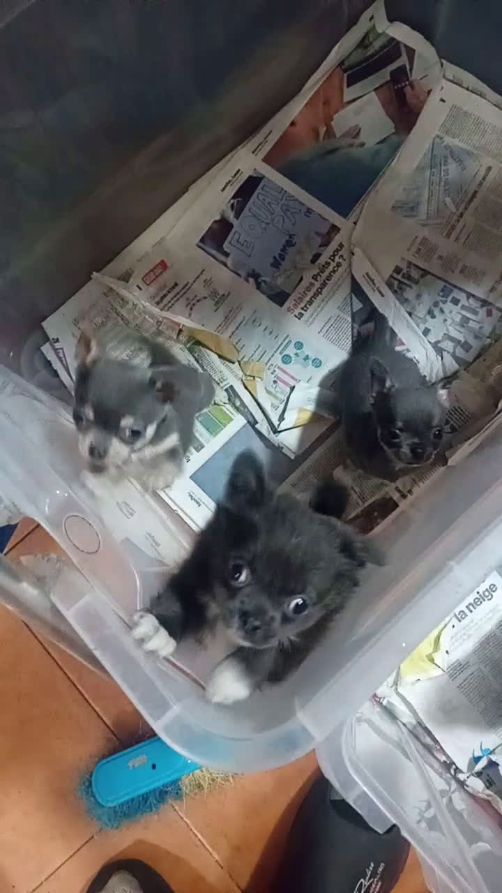 Chihuahua perros en venta: ‼️‼️Chihuahuas muy cariñosos tamaño mini  - Video 1