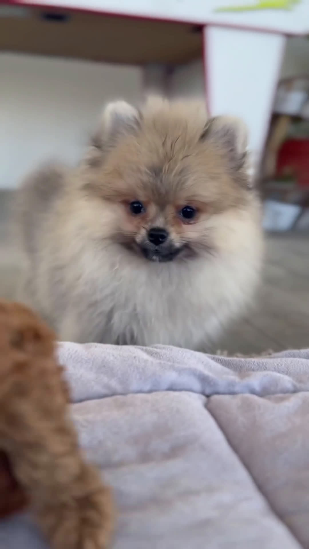Pomerania perros en venta: 🐾 Sparky – Pomerania marrón mini toy 🌰 - Video 1