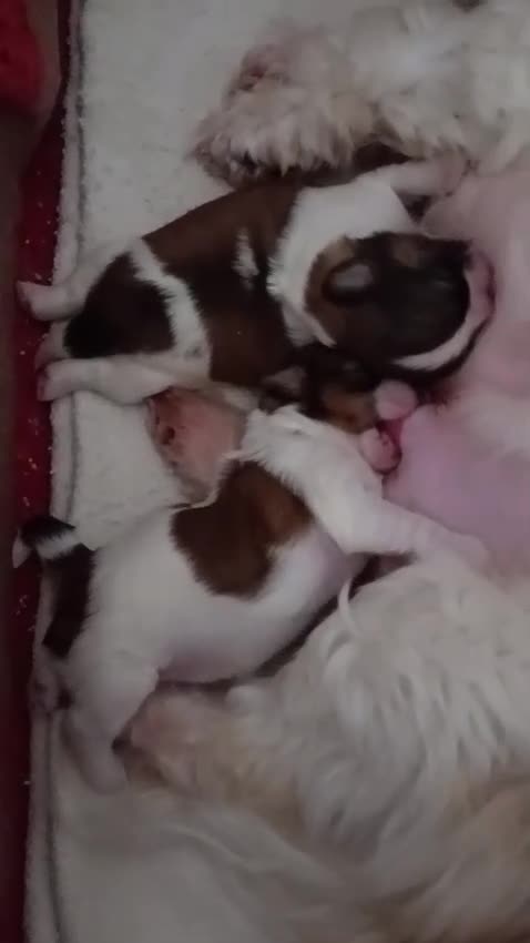 Shih Tzu perros en venta: Shih Tzu 641387649 - Video 1
