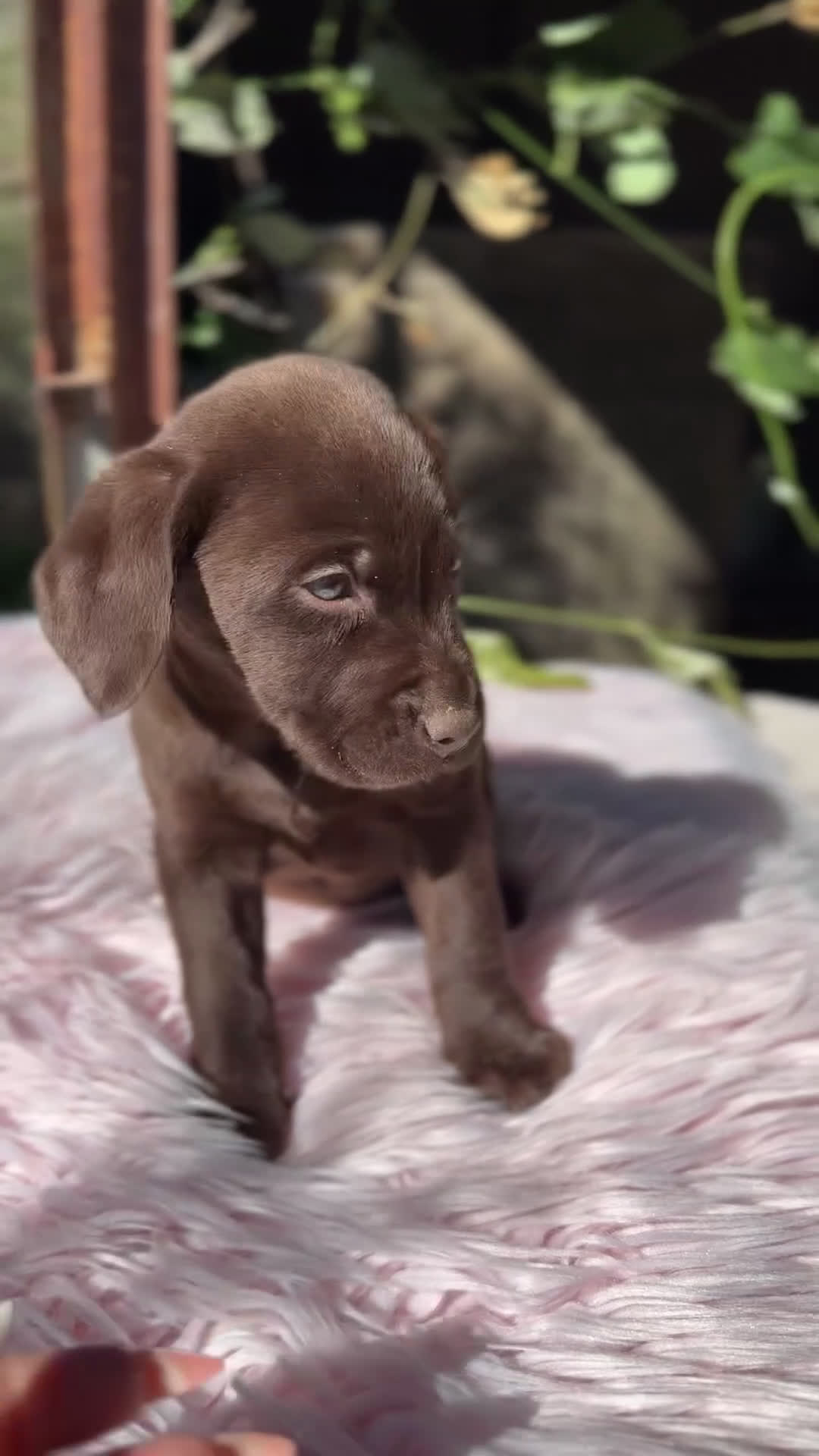 Labrador Retriever perros en venta: Labradora chocolate  - Video 1