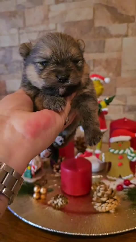 Pomerania perros en venta: CAMADA DE POMERANIA TOY  - Video 1