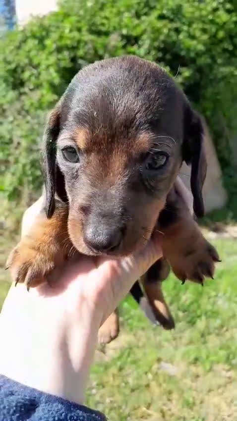 Teckel perros en venta: Camada cachorros raza Teckel  - Video 1