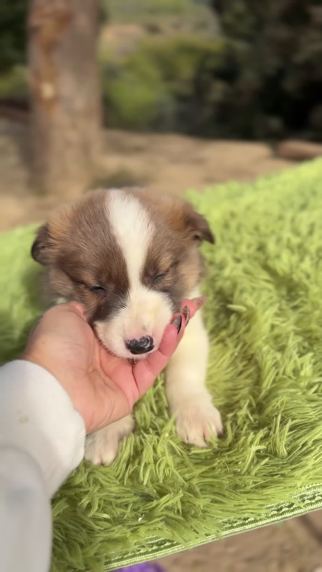 Border Collie perros en venta: Border marrón y blanco  - Video 1