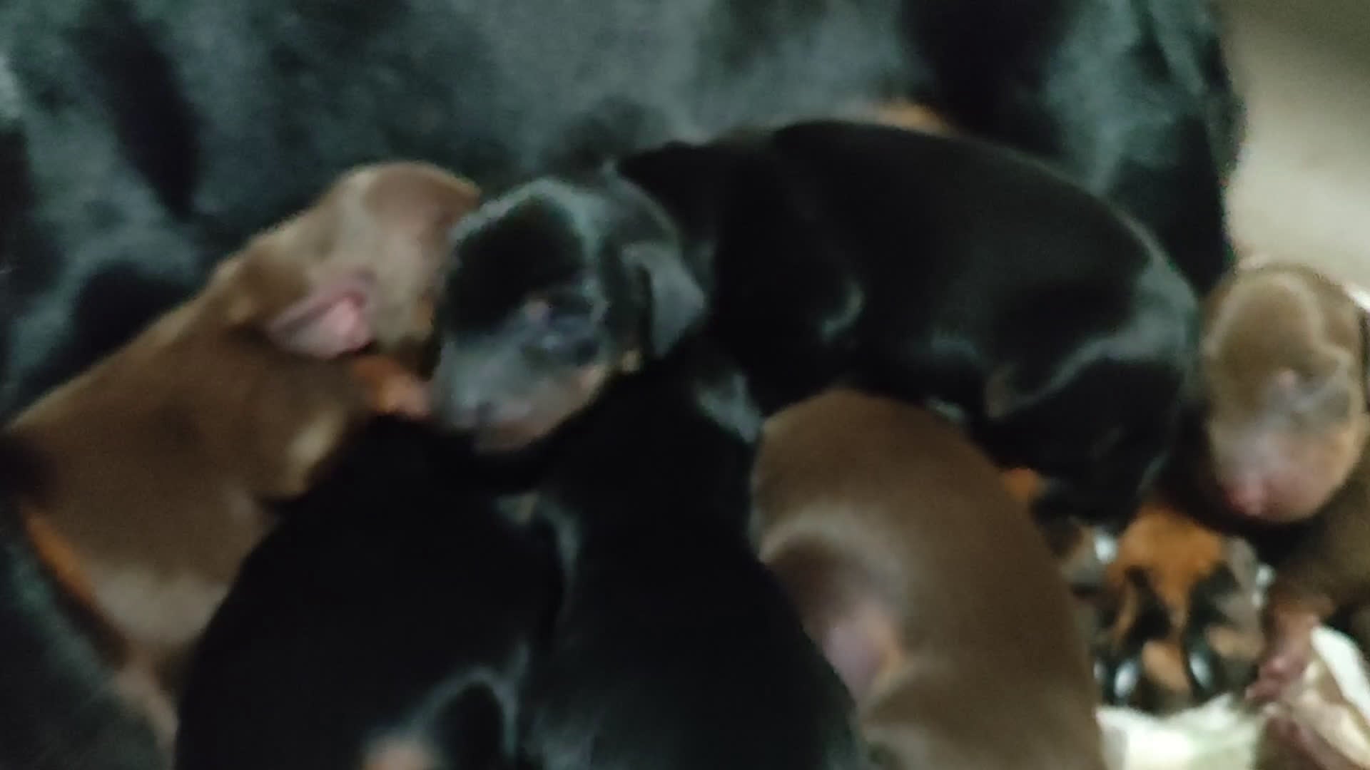 Teckel perros en venta: Teckel Kanichen precio real - Video 1