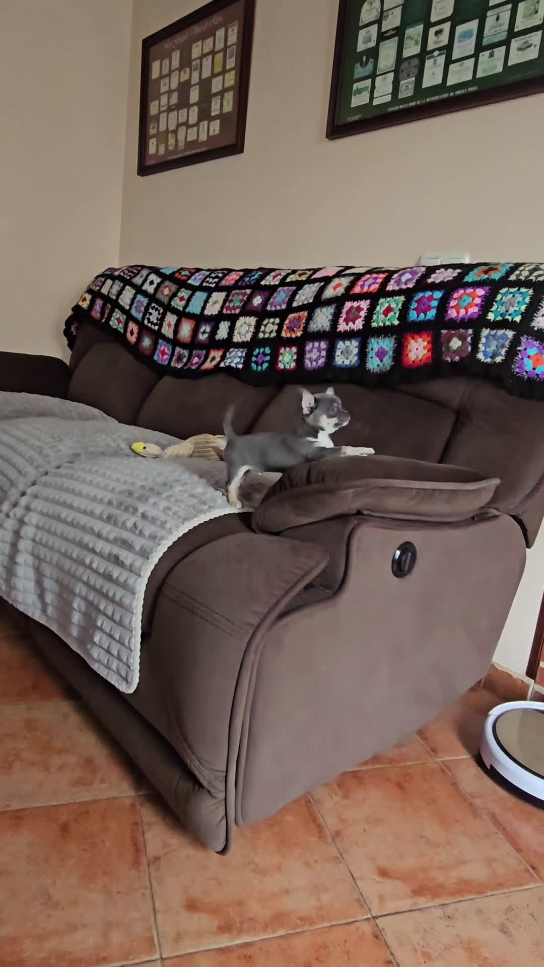 Chihuahua perros en venta: Chihuahuas miniatura exóticos - Video 4