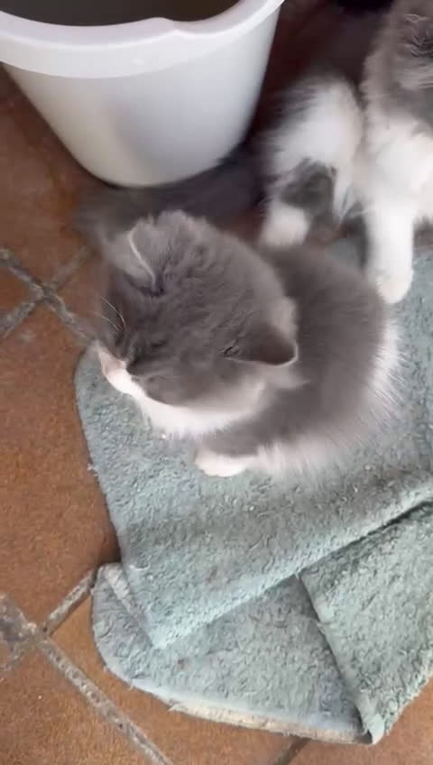 Persa gatos en venta: PERSAS - Video 2