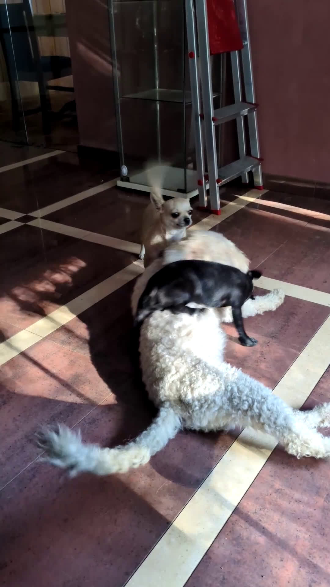 Chihuahua perros en venta: Chihuahua macho cabeza de manzana - Video 3