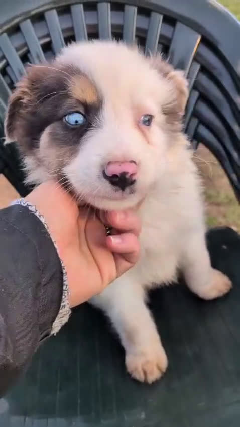 Border Collie perros en venta: BORDER COLLIE MACHO - Video 1