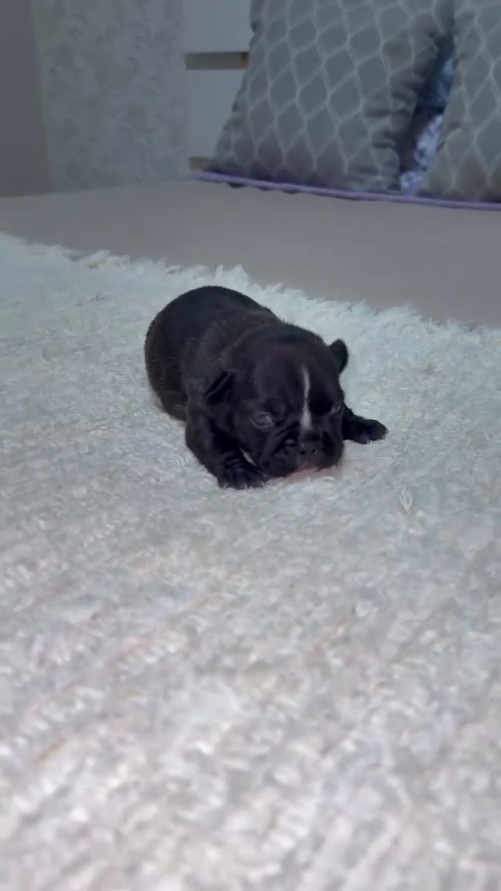 Bulldog Francés perros en venta: Bulldog francés inigualable morfología  - Video 1
