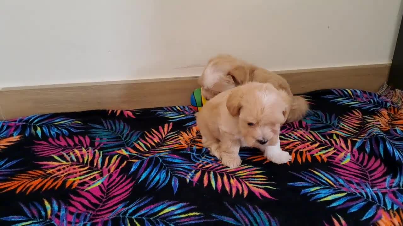 Maltipoo perros en venta: Cachorritos de Maltipoo  - Video 2