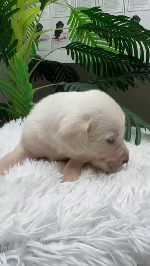 Mastín Español perros en venta: MASTIN ESPAÑOL - Video 1