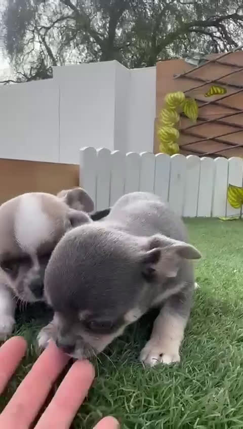 Chihuahua perros en venta: CHIHUAHUA  - Video 4