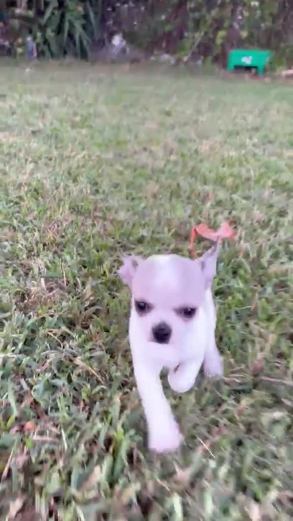 Chihuahua perros en venta: Chihuahuas hembras - Video 4