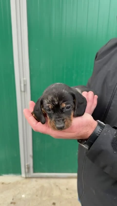 Teckel perros en venta: Camadas de Teckel - Video 1