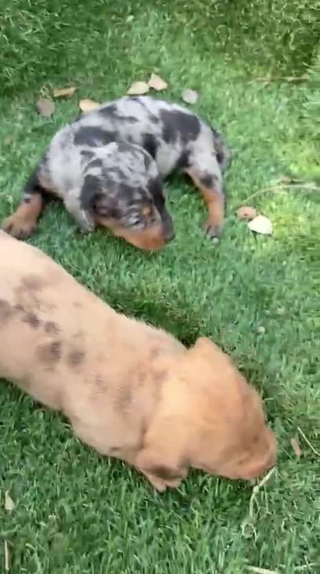 Teckel Miniatura perros en venta: Teckel arlequin - Video 3